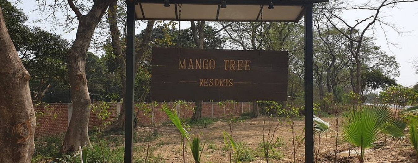 Mango Tree, Garhmukteshwar